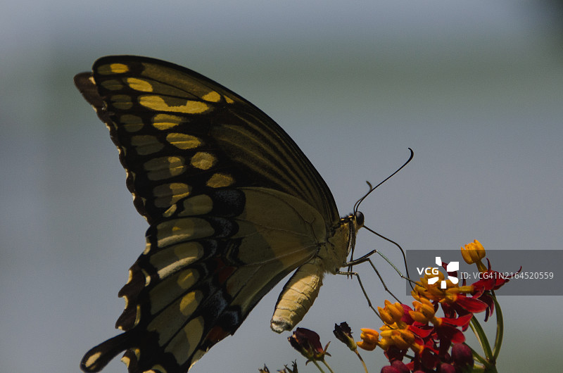 黑凤蝶特写图片素材