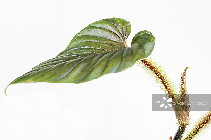 蛇喜林芋，具有独特的毛柄图片素材