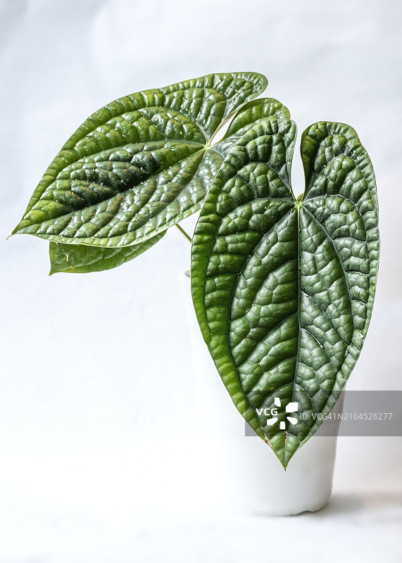 花烛属植物，具有大型光亮褶皱叶片图片素材