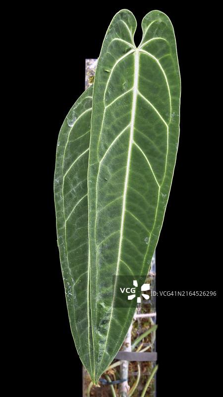 女王安祖花：珍稀天南星科植物图片素材