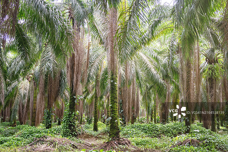 非洲棕榈油种植园图片素材