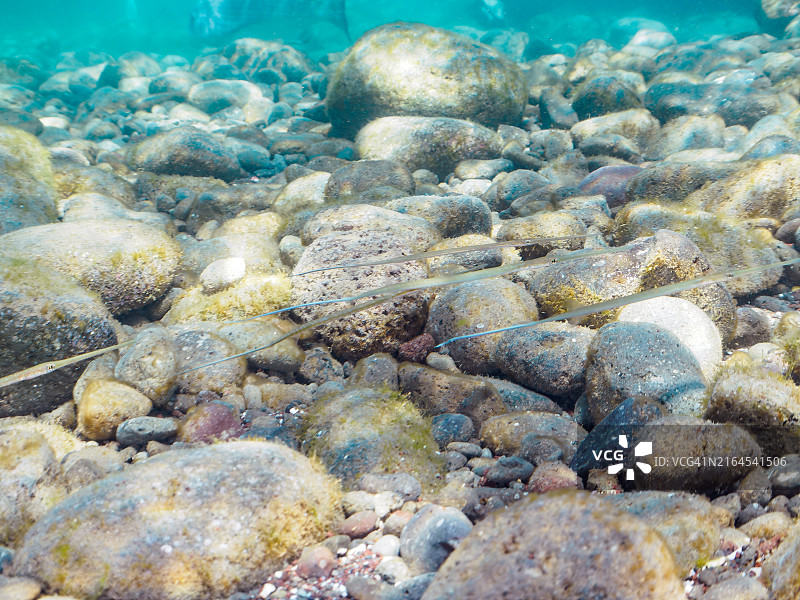 日本静冈县南伊豆中木平砂滩：美丽的幼年红烟管鱼群，2024年7月图片素材