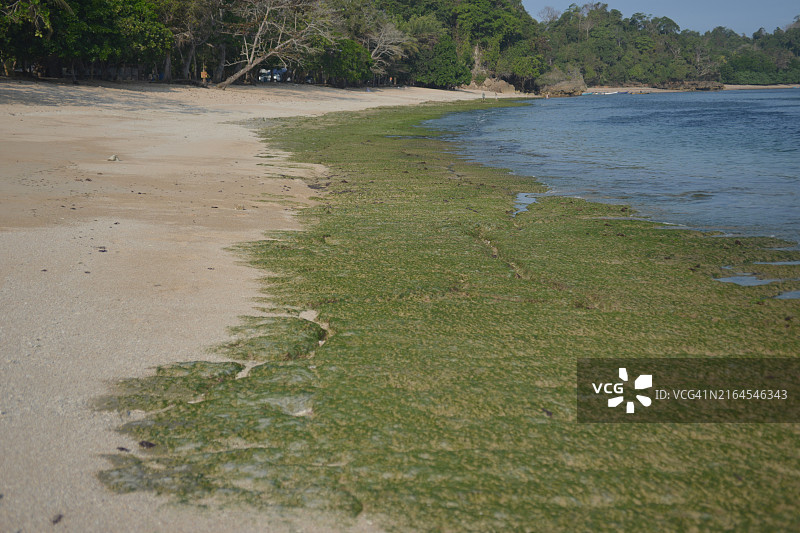 海滩上的海苔或藻类图片素材