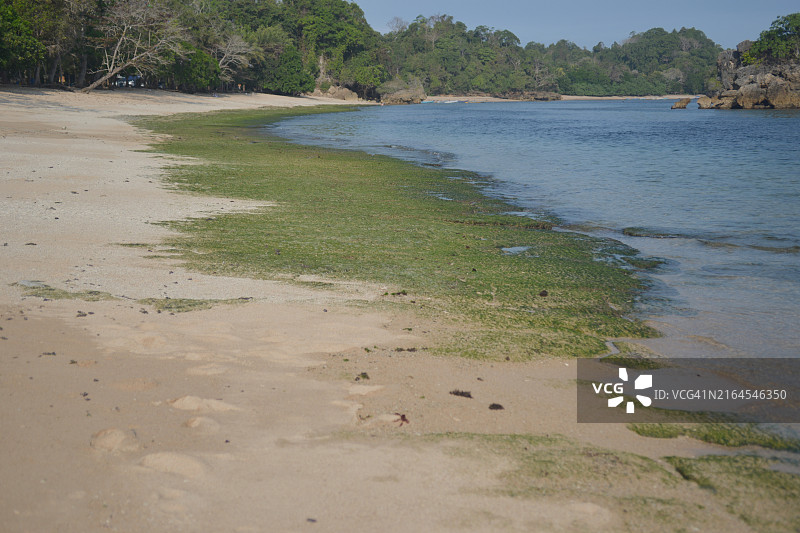 海滩上的海苔或藻类图片素材
