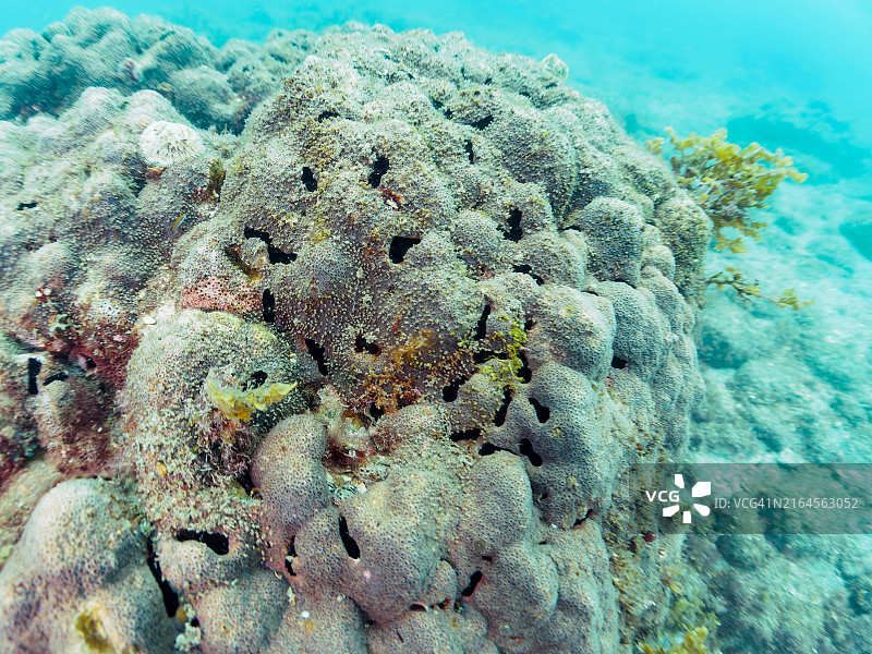紫色珊瑚和美丽的圣诞树虫的大型珊瑚群落图片素材