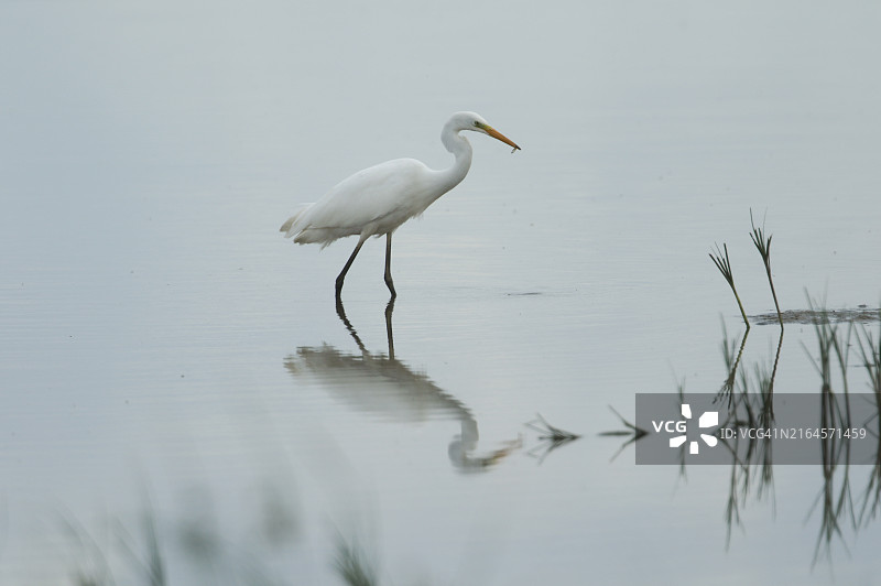 罕见的大白鹭在湖泊浅水中捕食，刚捕到一条小鱼准备食用图片素材