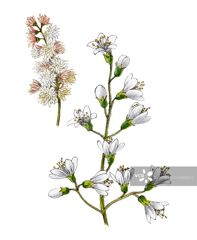 古老彩色石印植物插图：溲疏图片素材