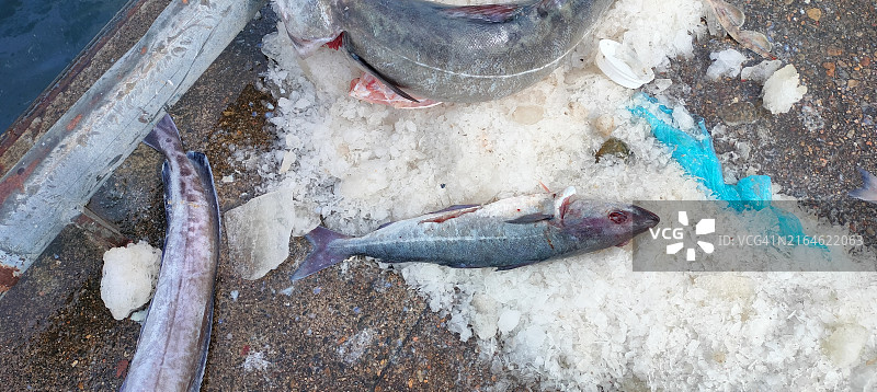 码头上的鱼和废弃冰块图片素材