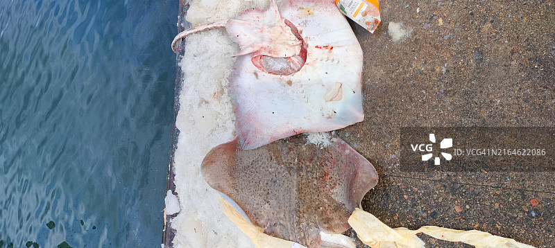 渔船返回后，码头上两条被遗弃在冰上的鳐鱼图片素材
