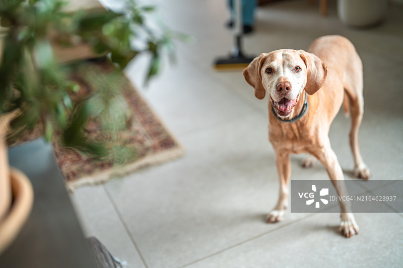 站在家庭内部的年长的狗图片素材