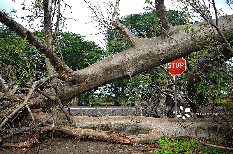 冈比亚道路交叉口上的倒树图片素材