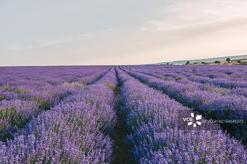 夕阳下的薰衣草花田图片素材