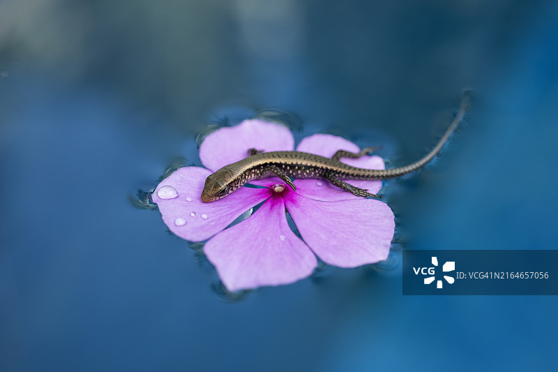 在游泳池的鸡蛋花上发现的小型太阳蜥蜴图片素材