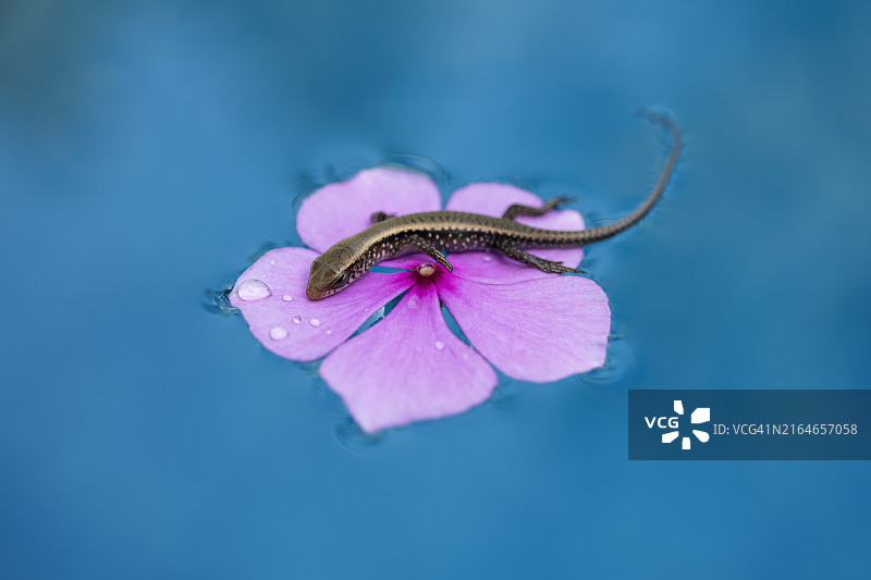 在游泳池的鸡蛋花上发现的小型太阳蜥蜴图片素材