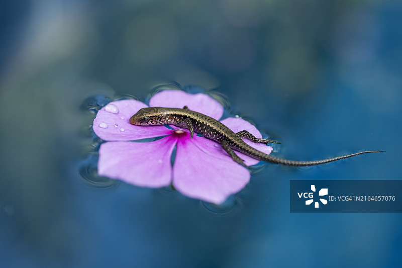 在游泳池的鸡蛋花上发现的小型太阳蜥蜴图片素材