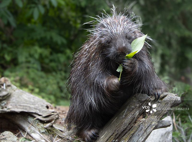 东南阿拉斯加豪猪图片素材