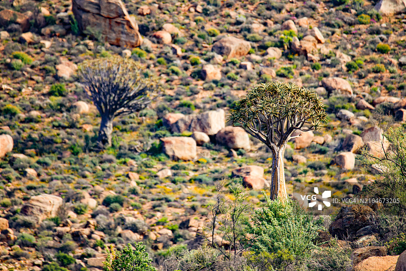 纳米夸兰的箭袋树岩石景观，南非图片素材