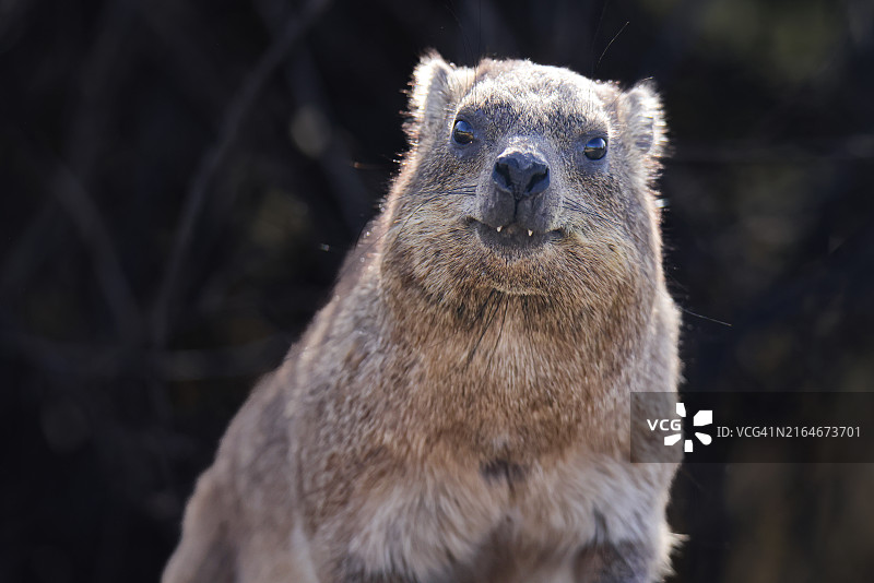 南非奥格拉比斯瀑布国家公园的岩蹄兔图片素材