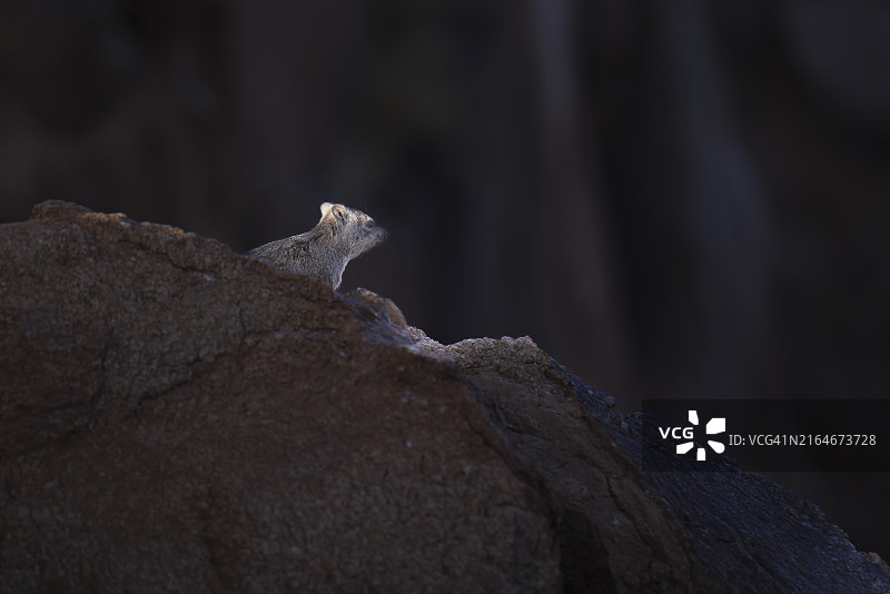 南非奥格拉比斯瀑布国家公园晨光中的蹄兔图片素材