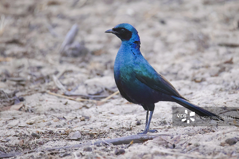 南非的布切氏椋鸟图片素材