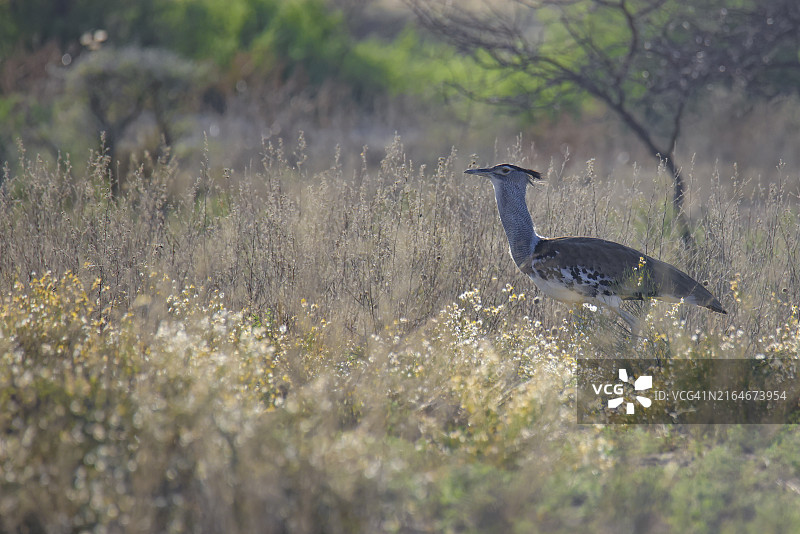 南非草原上的柯利鸨图片素材