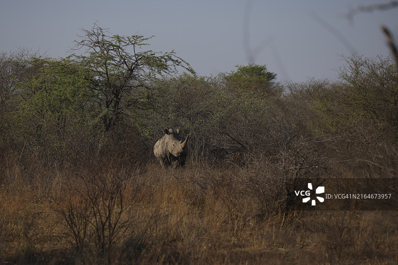 自然栖息地中的白犀牛图片素材