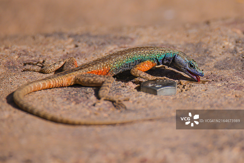 南非奥格拉比斯国家公园的普通扁蜥图片素材