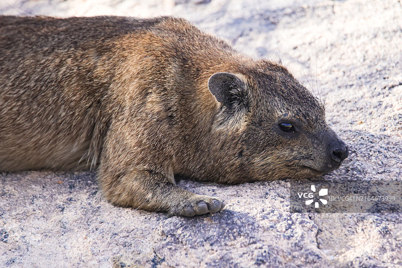 南非奥格拉比斯瀑布国家公园的岩蹄兔图片素材