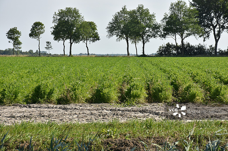 胡萝卜田野图片素材