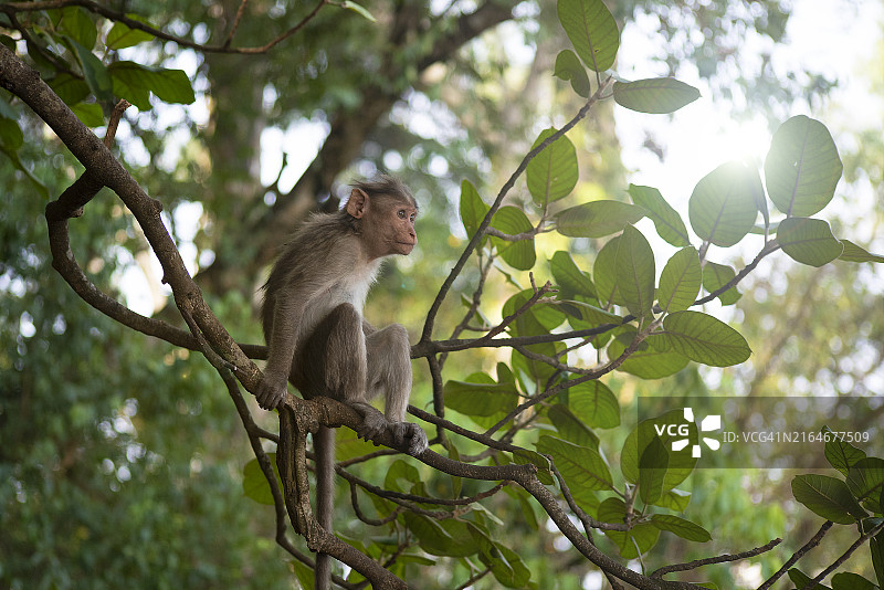 印度卡纳塔克邦南迪山猕猴坐于树上仰视图片素材