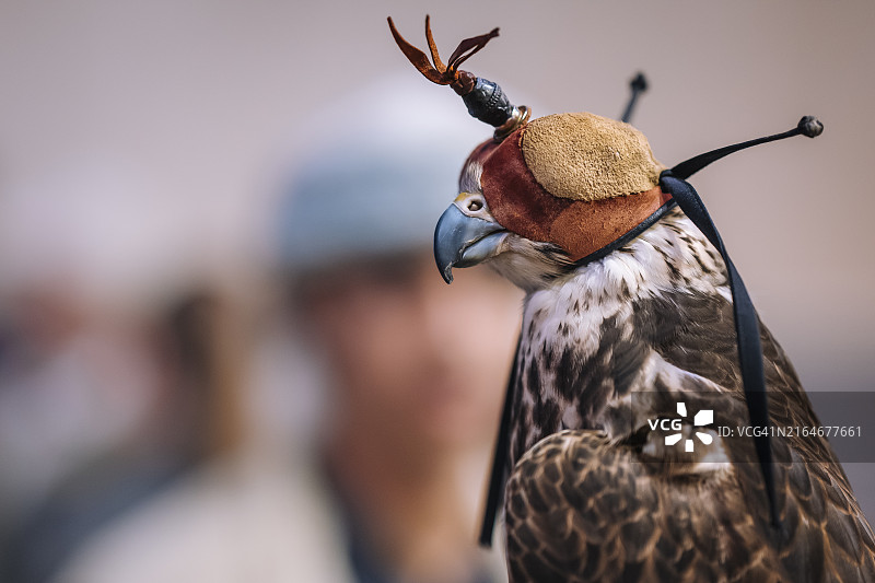 戴着眼罩的猎隼特写，背景中的人已模糊图片素材