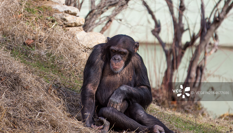 黑猩猩肖像，美国俄克拉荷马州塔尔萨图片素材
