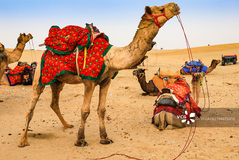 仰视角度拍摄的等待游客的单峰骆驼图片素材