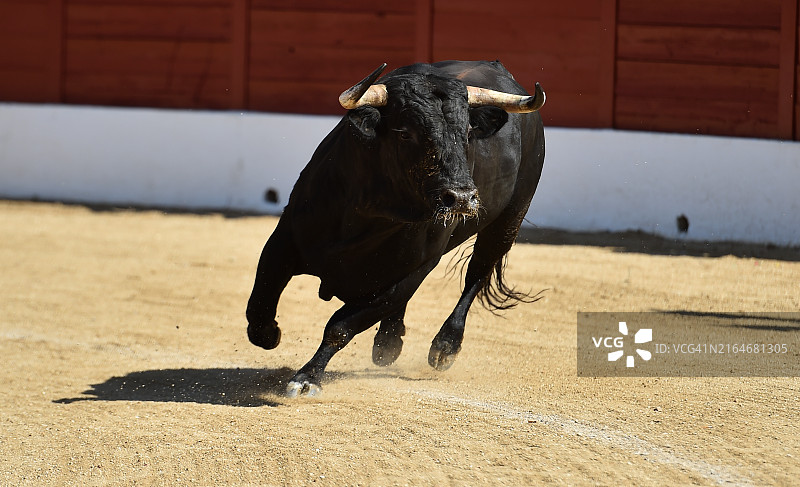 斗牛场中西班牙大公牛的高角度景观图片素材