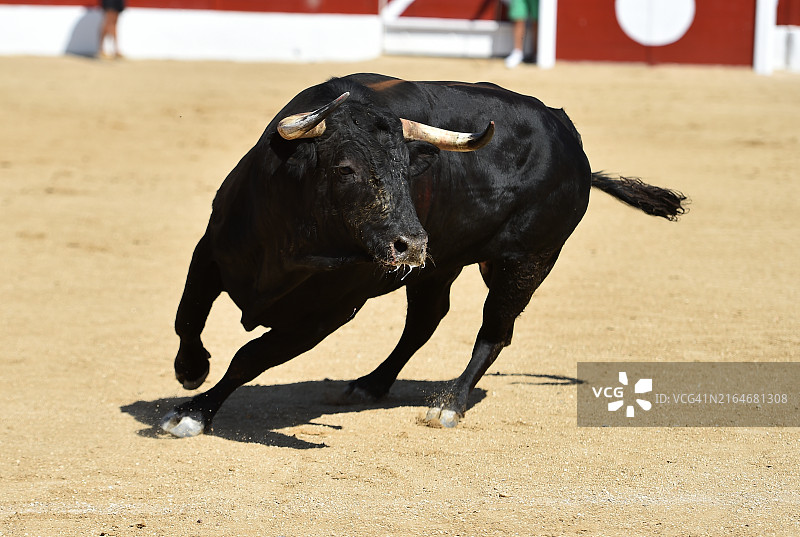 斗牛场中西班牙大公牛的高角度景观图片素材