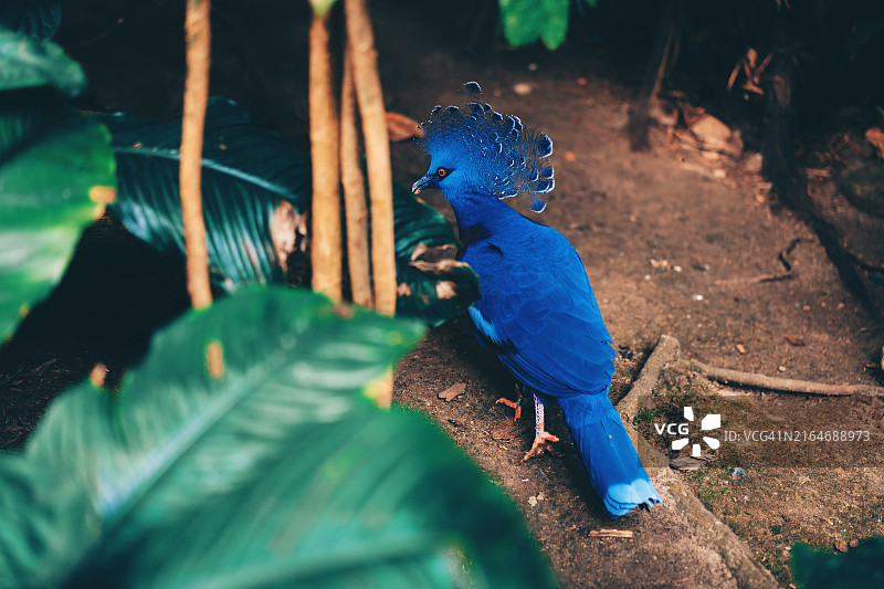美丽的维多利亚凤冠鸠图片素材