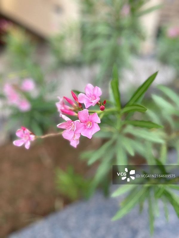 粉色花朵特写，印度泰米尔纳德邦帕杜尔图片素材