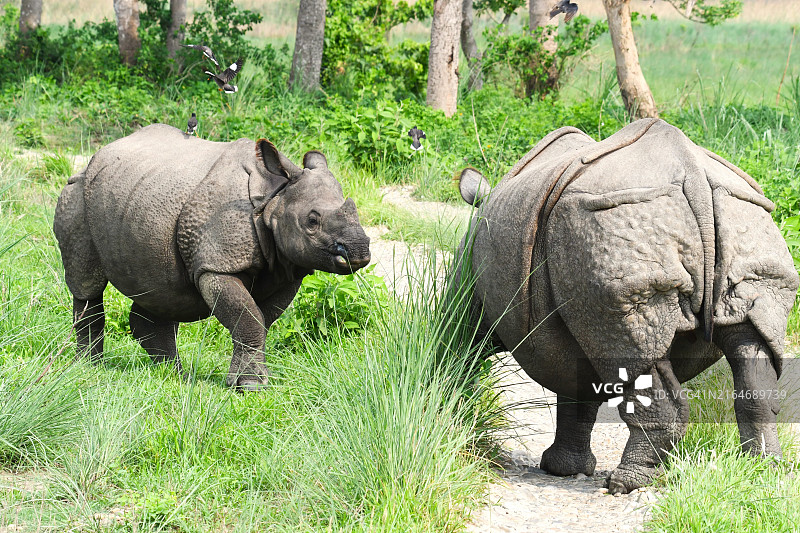 奇特旺国家公园，母犀牛和小犀牛挡住了道路图片素材