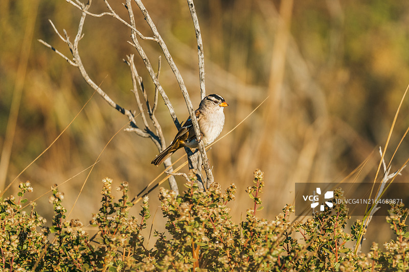 特写：鸣禽蓝喉歌鸲栖息于美国加利福尼亚州弗里蒙特的植物上图片素材