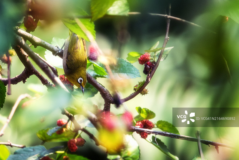 树上的水果特写图片素材