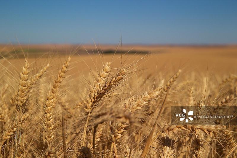 美国华盛顿的麦田特写图片素材