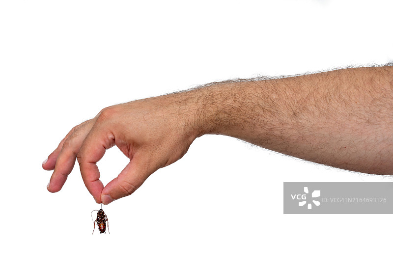男人手持大蟑螂尸体，白色背景图片素材