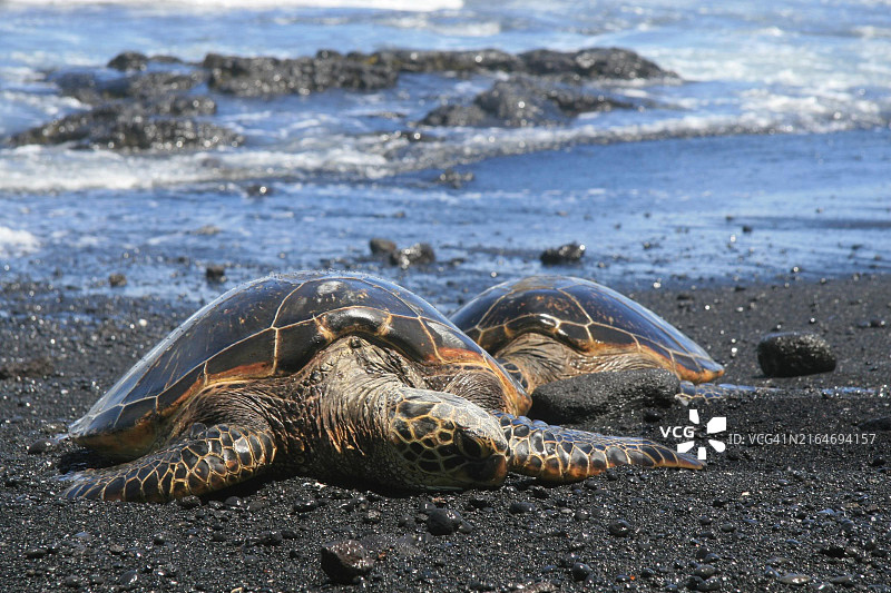 夏威夷海滩上的绿海龟特写，美国图片素材