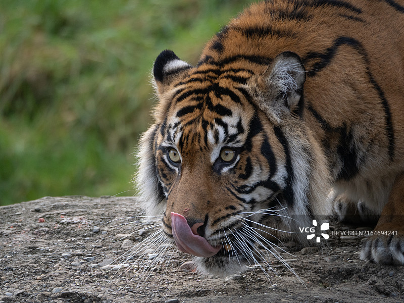 苏门答腊虎特写，华盛顿州塔科马，美国图片素材