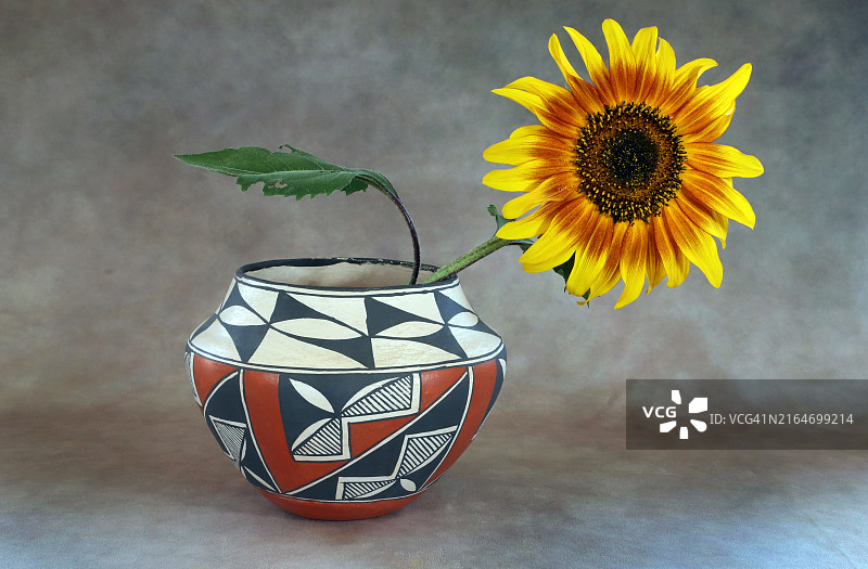 巨型向日葵图片素材