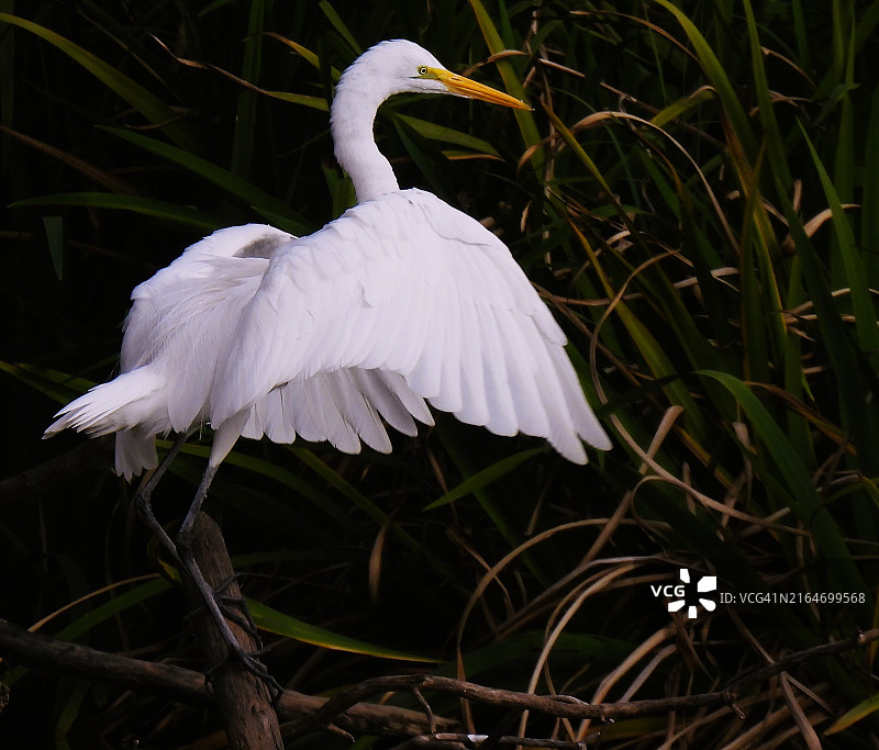栖息在树枝上的大白鹭特写图片素材