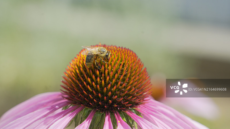 蜜蜂在花上的特写图片素材