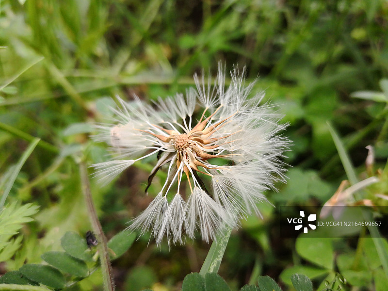 蒲公英花特写图片素材