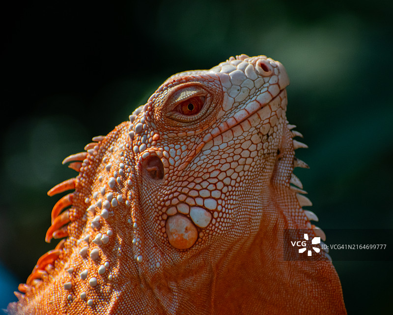 绿色鬣蜥特写图片素材