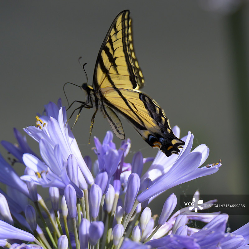 紫色花朵上的蝴蝶特写，美国加利福尼亚州圣何塞图片素材